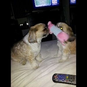 Meet your Posher, Amber